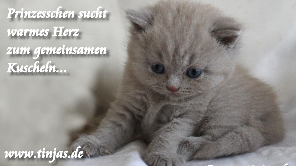 Britisch Kurzhaar Katzenbabys lilac